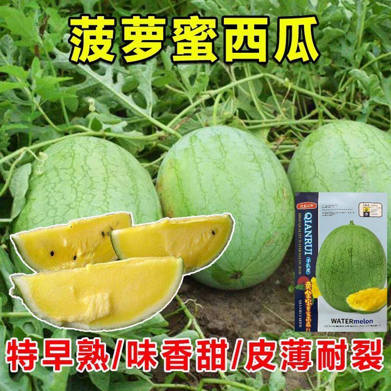 正品菠萝蜜黄心西瓜种子绿皮黄瓤西瓜种籽四季播阳台盆栽蔬果种子