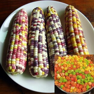 七彩宝石玉米网红血丝小玉米彩色爆米花玉米文玩迷你真玉米种子