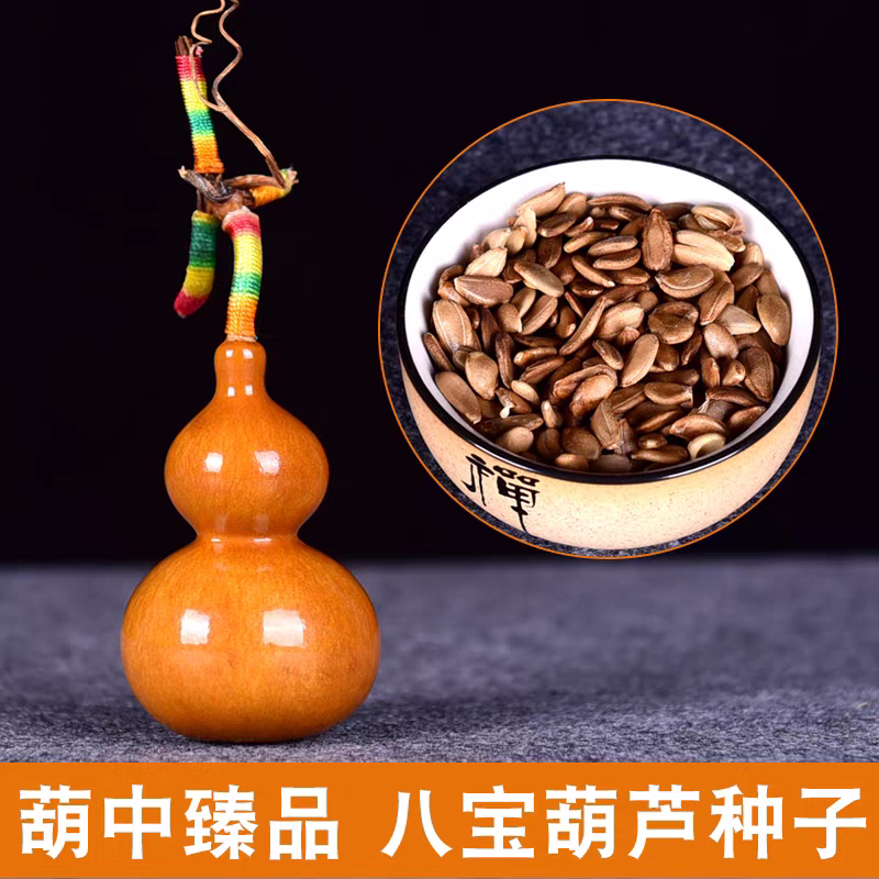 天然长嘴小八宝葫芦种子手捻天津花卉林木种子/种苗/