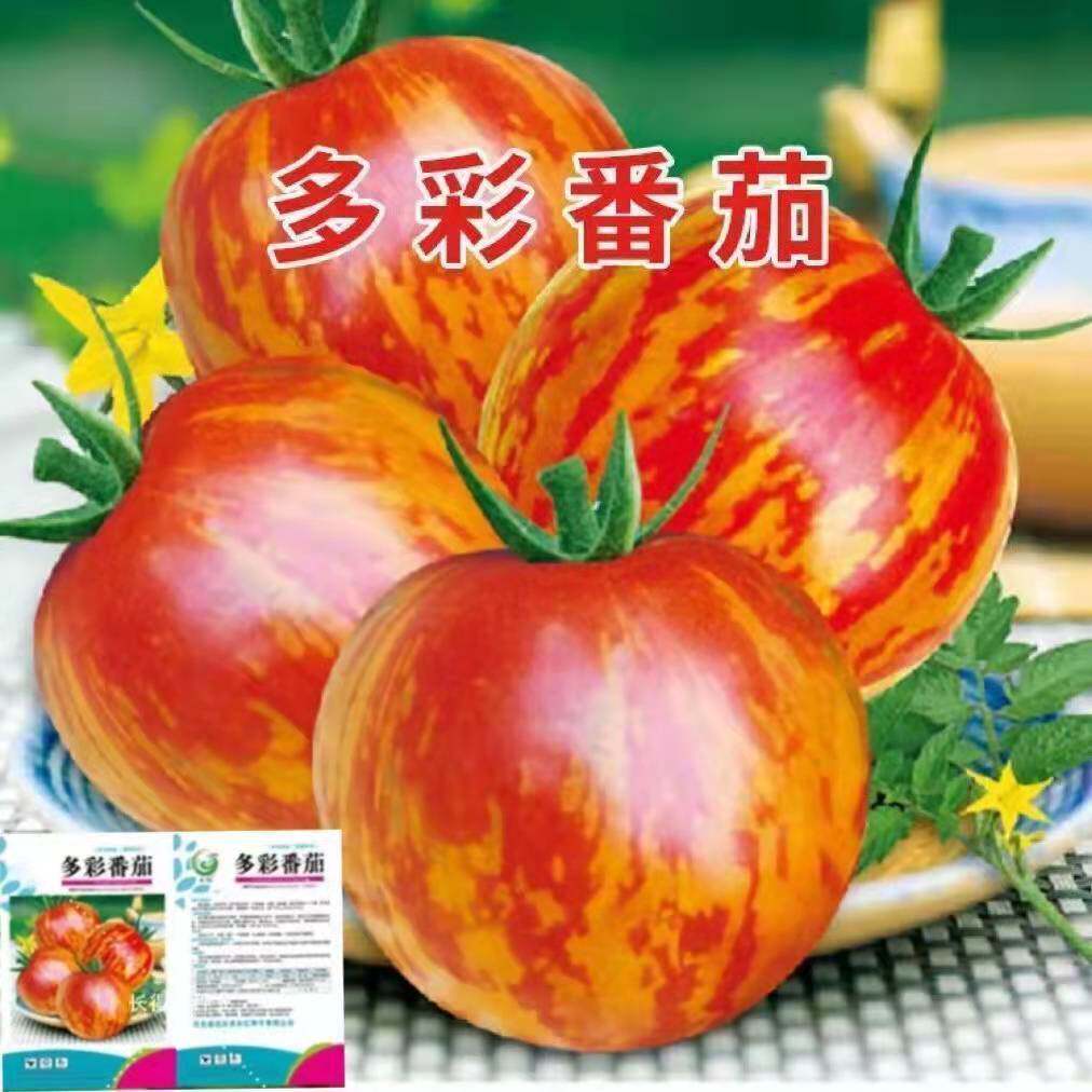 五彩番茄种子红五彩绿花皮紫皮球番茄种子特色水果小番茄蔬菜种子