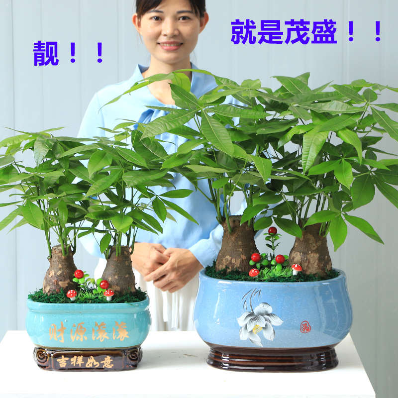 发财树盆栽大绿植物客厅办公室内小盆景 真花卉四季常青金钱树