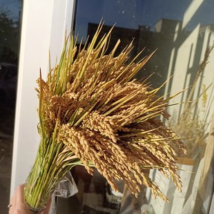 稻穗装饰 天然真稻子稻谷乾燥花 麦穗农作物布景丰收节拍摄影道具