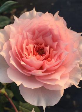 绿园美植  莫妮卡戴维 微型月季粉色抗病耐开直立庭院阳台盆栽