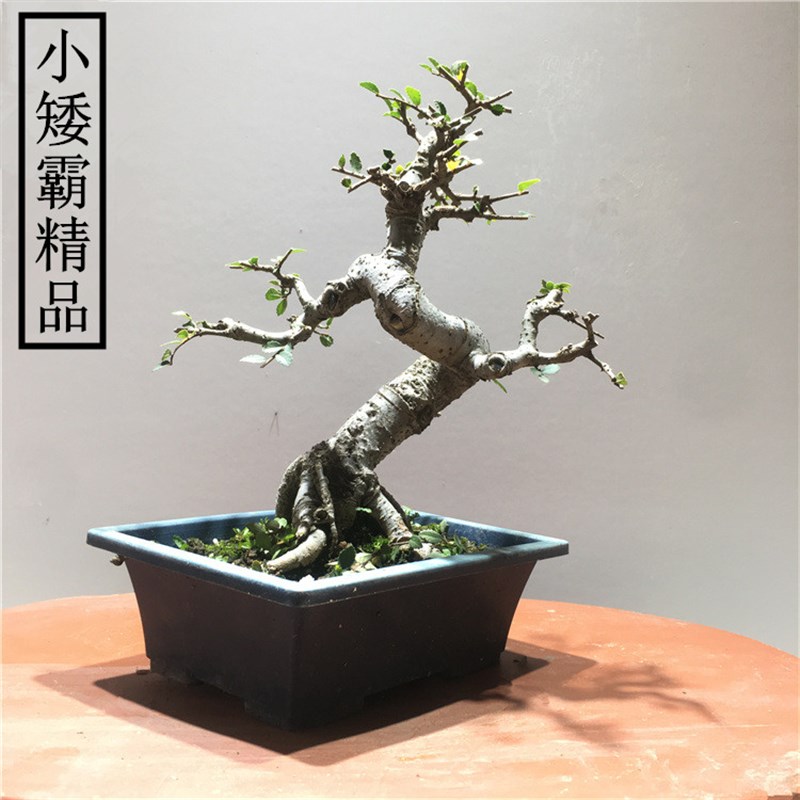 小提根榆树盆景树桩植物办公桌室内客厅四季常青耐寒造型小品雀梅