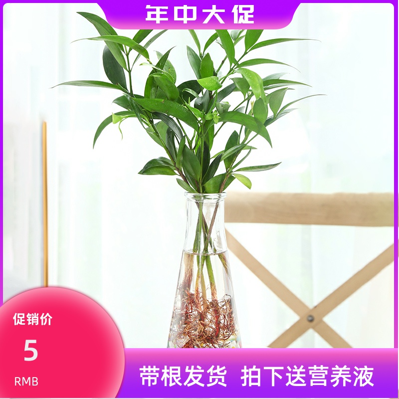 喷壶多肉浇水壶多肉植物弯嘴浇水壶施肥器塑料喷壶浇花壶长嘴