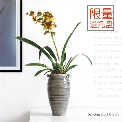 兰花盆专用盆 多孔兰花盆 带托盘花盆 透气镂空花盆 陶瓷兰花盆