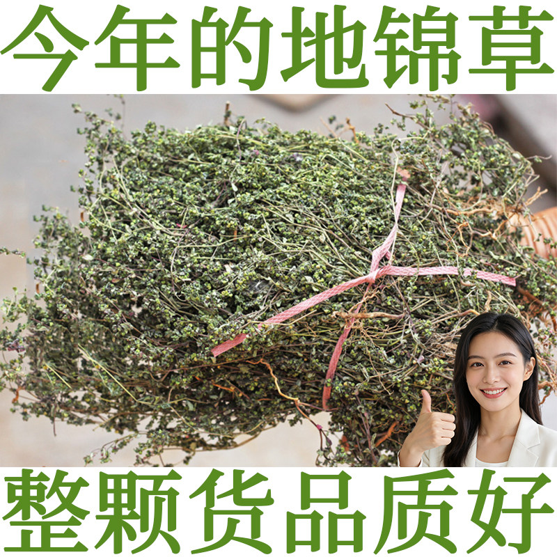 地锦草中药材奶浆草小虫卧蛋草血见愁千根草小飞扬草铺地锦茵陈茶