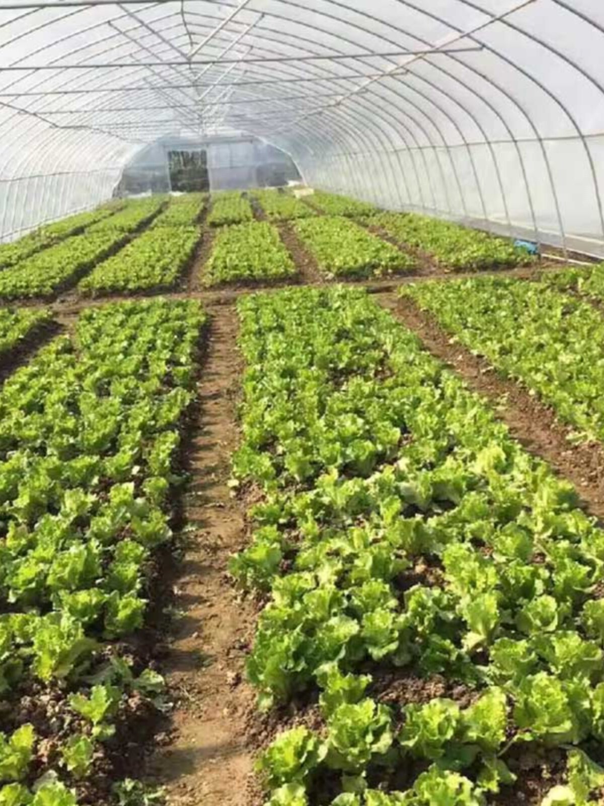 温室大棚连栋骨架钢管养殖种植家用全套猪鸡舍钢架配件农业蔬菜棚
