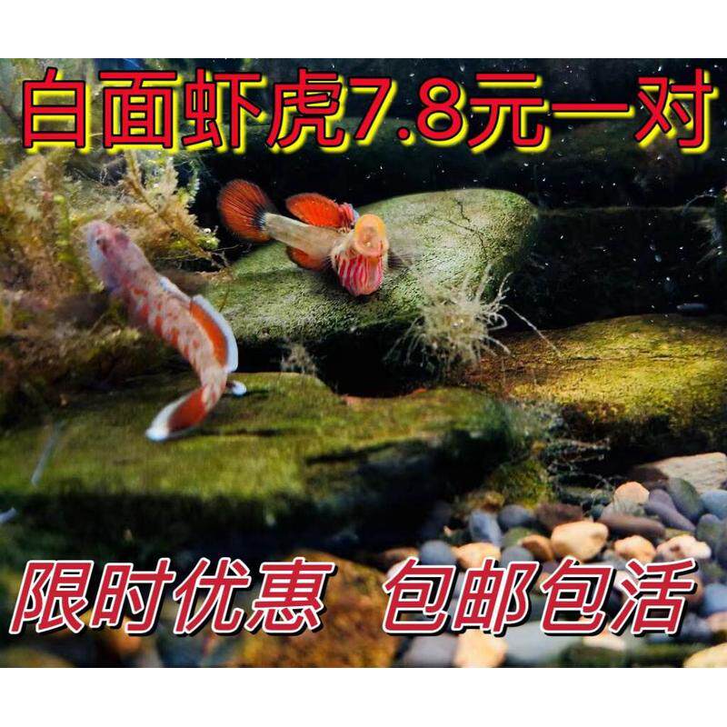 虾虎鱼白面虾虎溪吻虾虎原生溪流鱼观赏鱼冷水鱼小型