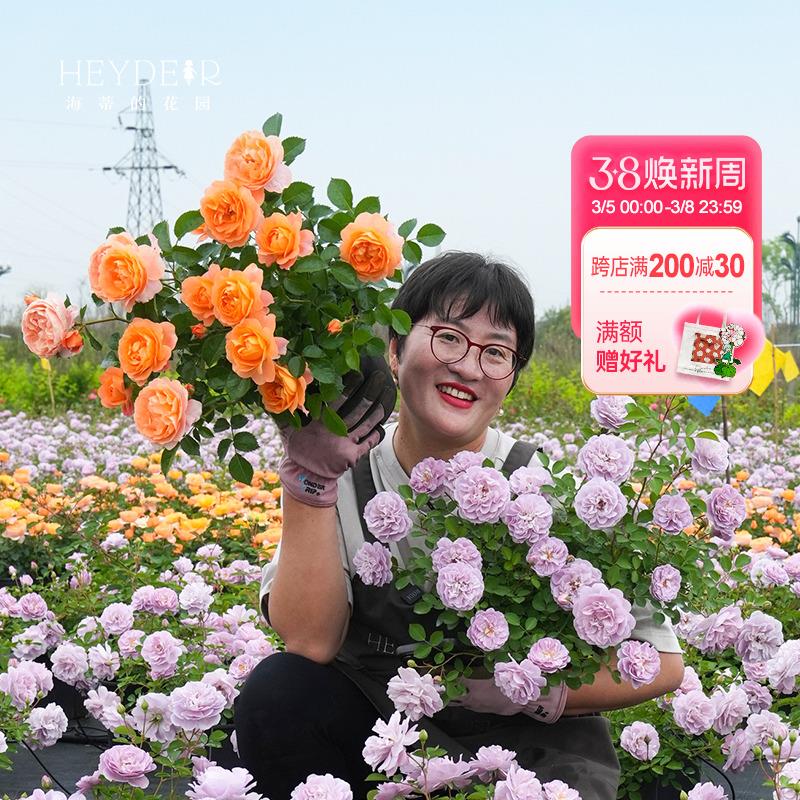 海蒂的花园月季花苗龙沙宝石果汁阳台庭院植物树苗好养花卉盆栽