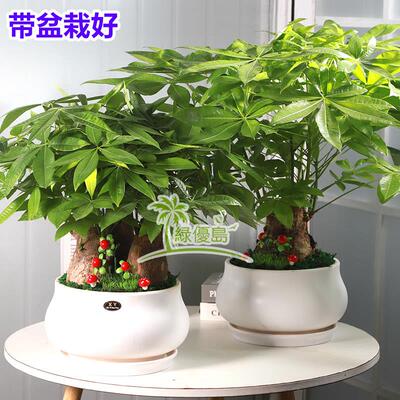 发财树盆栽客厅室内大型组合开来公司前台绿植物花时期金钱树盆景