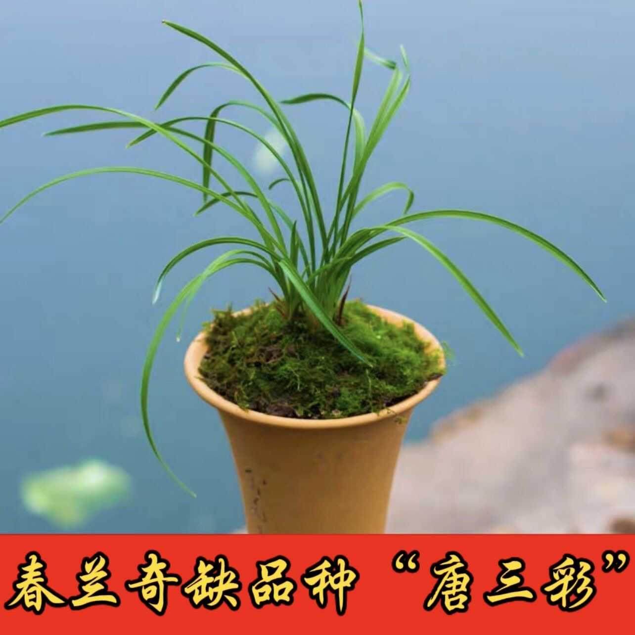 【收藏级】春兰细叶老品种浓香型兰花苗千里马办公室内客厅稀有品