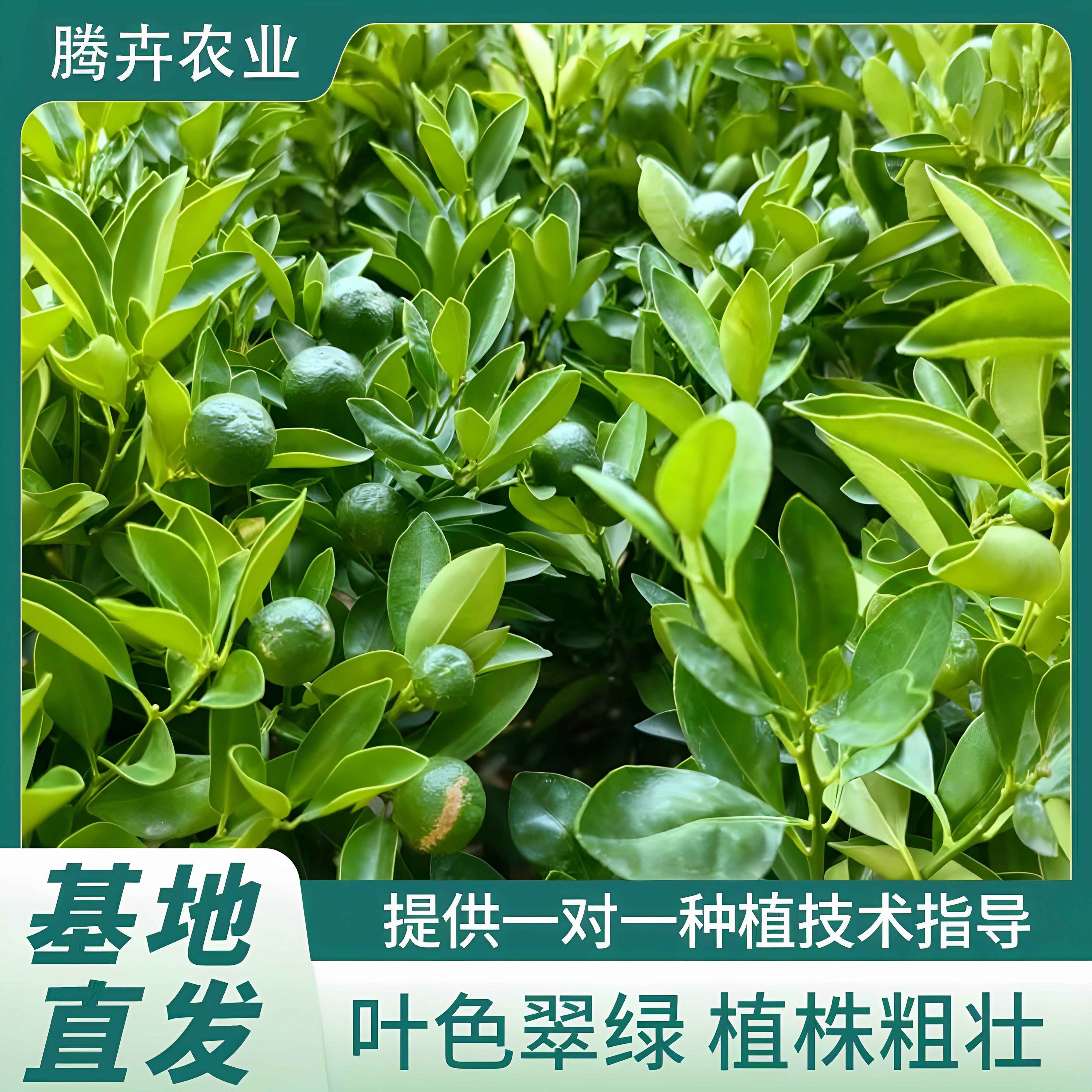 金桔柠檬小青桔海南金桔树苗