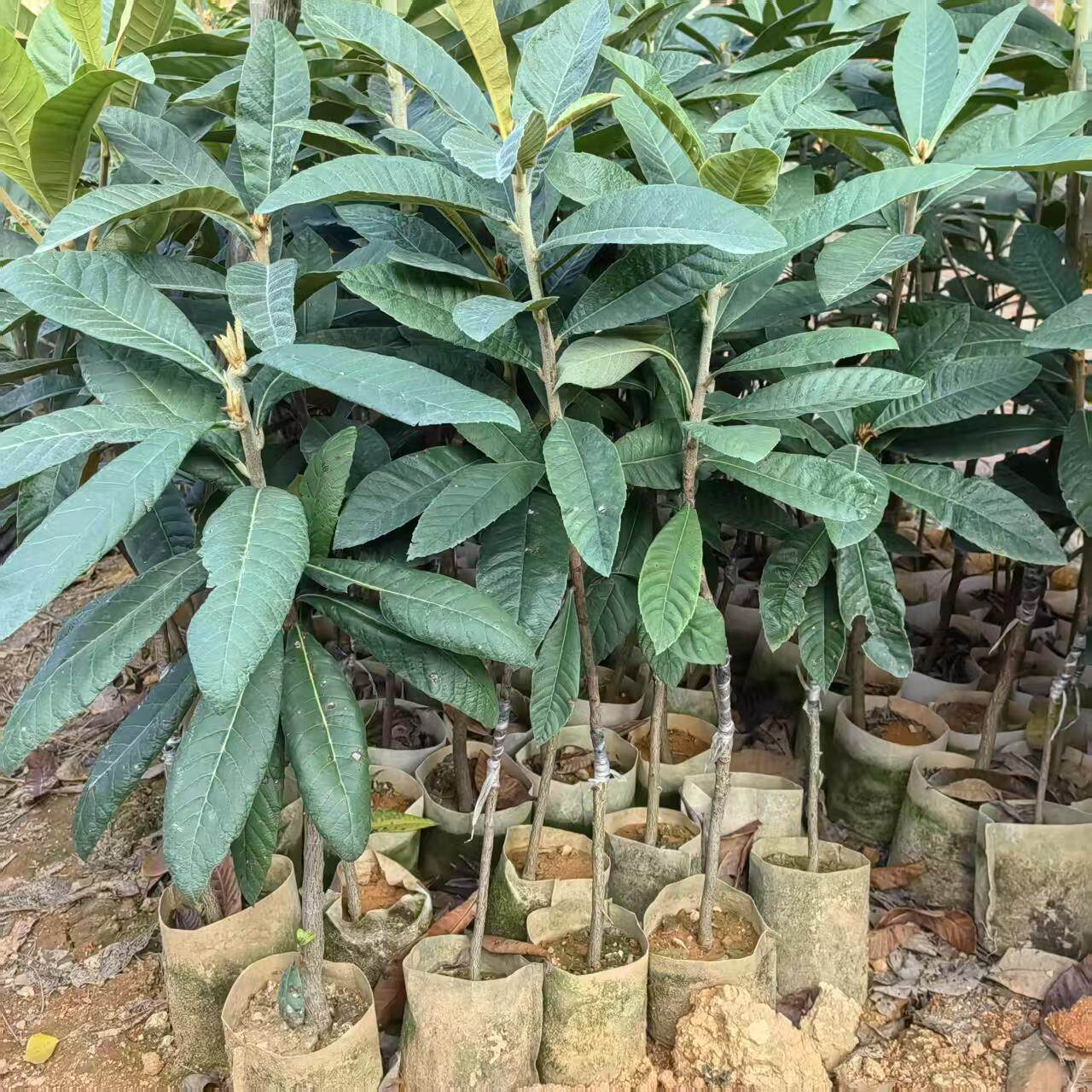 枇杷果苗嫁接当年结果