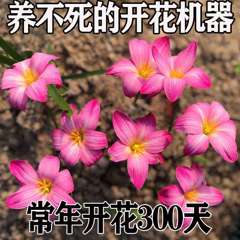 四季开花重瓣风雨兰种球室内阳台花卉H盆栽四季易活葱兰韭菜兰好