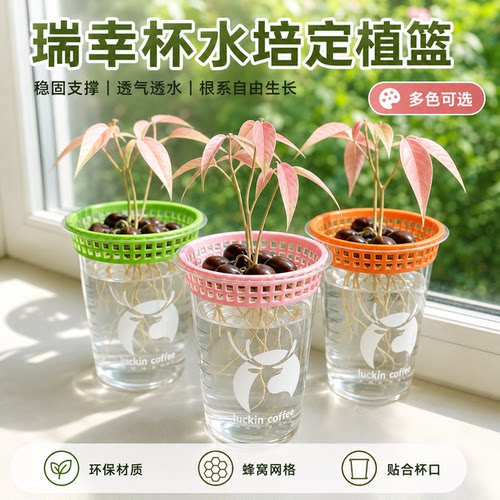 水培定植植物种植器皿适配瑞幸咖啡杯子的镂空荔枝水培支架花盆