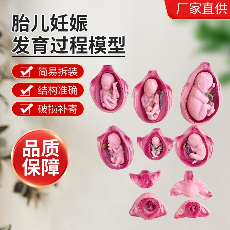 ZM5046胎儿妊娠发育过程模型10件套人体胚胎发育模型胎儿发育过程