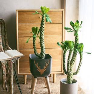 仿真植被仿真绿植仙人柱霸王鞭仙人掌盆栽巴西龙骨树热带沙漠造景