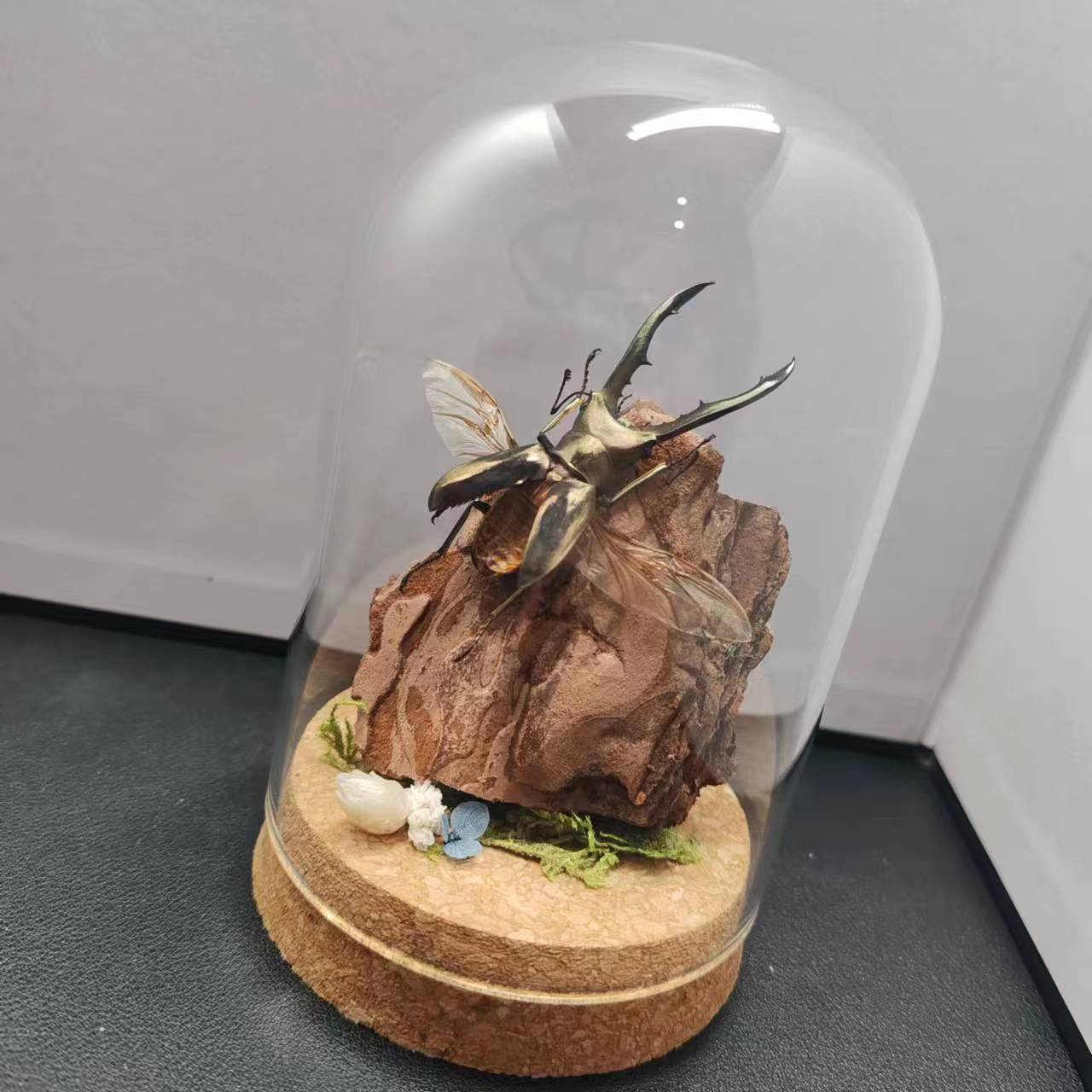 塔安美他力弗细身赤锹甲森林力士甲虫长牙标本昆虫小众礼物玻璃罩