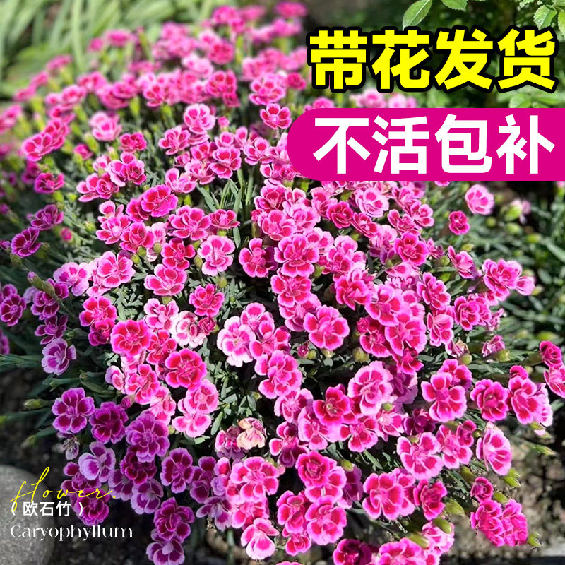 速发欧石竹花苗盆贝初花粉栽大苗庭院草坪绿化耐寒耐旱四季开吻卉