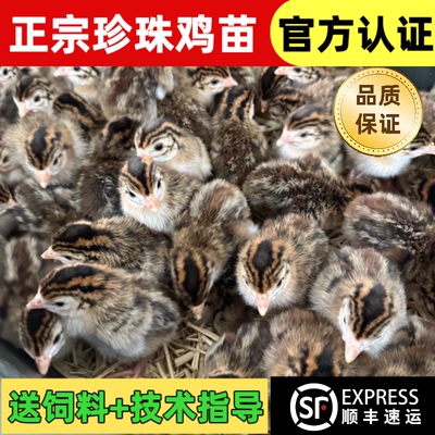 正宗珍珠鸡苗小鸡活体泰和乌鸡贵妃鸡出壳苗绿壳蛋鸡土鸡三黄鸡