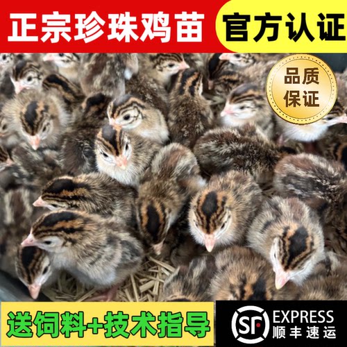 正宗珍珠鸡苗小鸡活体泰和乌鸡贵妃鸡出壳苗绿壳蛋鸡土鸡三黄鸡