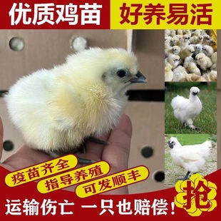 纯种泰和乌鸡苗正宗白凤乌鸡苗大种竹丝鸡出壳小鸡活苗家养小土鸡
