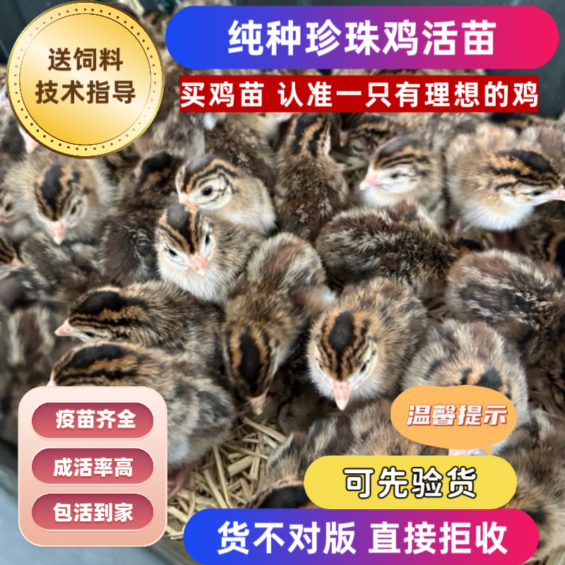 正宗珍珠鸡苗小鸡活体泰和乌鸡贵妃鸡出壳苗绿壳蛋鸡土鸡三黄鸡