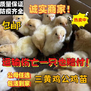 小鸡仔三黄鸡苗麻鸡苗芦花鸡苗五黑鸡苗绿壳蛋鸡苗土鸡苗活体包邮