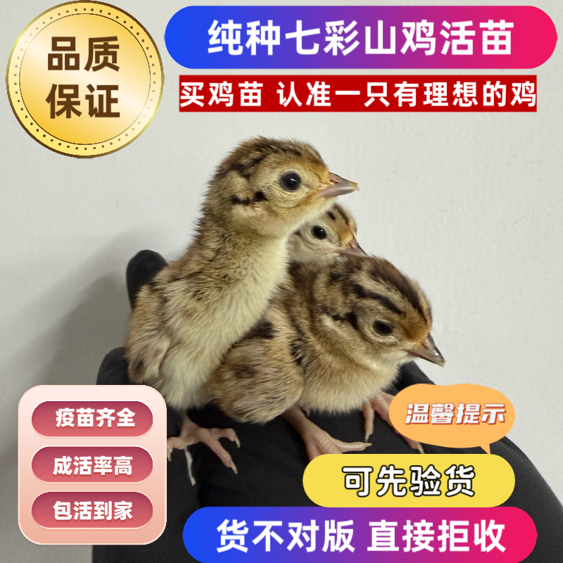 七彩山鸡幼鸡纯种七彩山鸡出壳苗幼苗土鸡出壳鸡小山鸡苗宠物