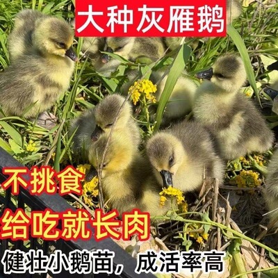 正宗大种广东灰鹅苗马岗鹅苗小鹅苗灰色特大纯种活苗家养现货幼苗
