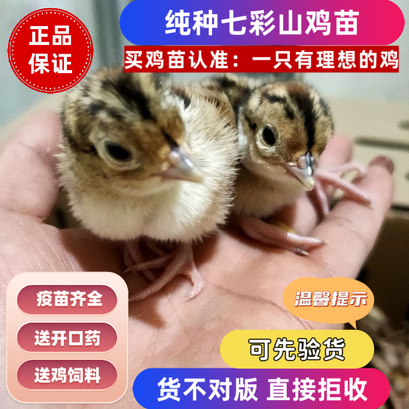 七彩山鸡幼鸡纯种七彩山鸡出壳苗幼苗土鸡出壳鸡小山鸡苗宠物