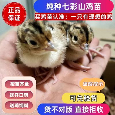 七彩山鸡幼鸡纯种七彩山鸡出壳苗幼苗土鸡出壳鸡小山鸡苗宠物
