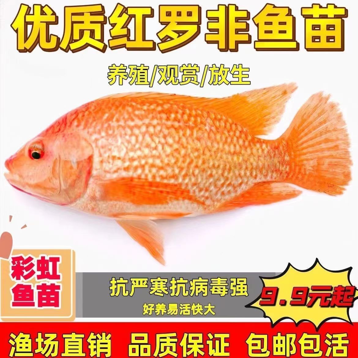 江西特大保真正宗红罗非鱼苗批发
