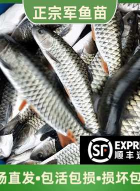 贵州军鱼苗淡水养殖食用观赏鱼军鱼坚鱼苗青竹鲩鱼苗活体鱼苗娟鱼