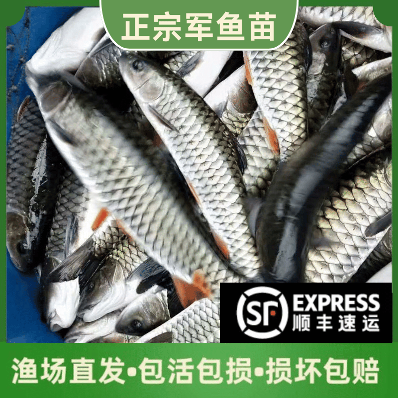 广西大尺寸军鱼苗批发食用观赏鱼