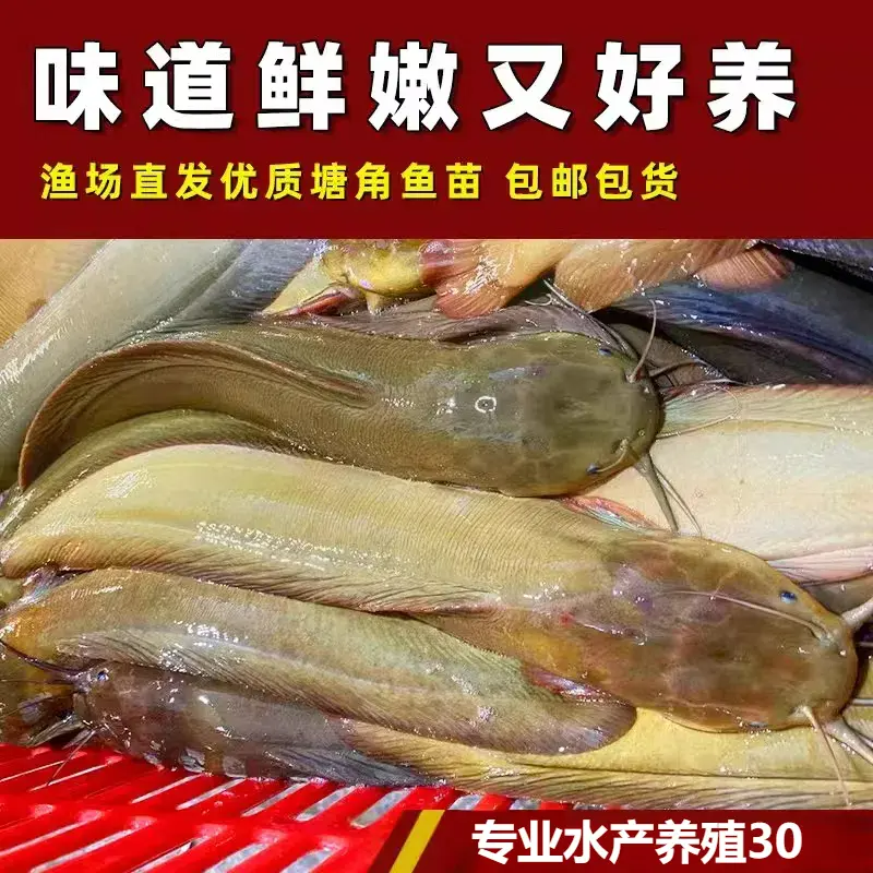 重庆塘鲺鱼苗塘角鱼苗鲶鱼苗皇妃一号三黄塘鲺淡水养殖土塘虱鱼苗