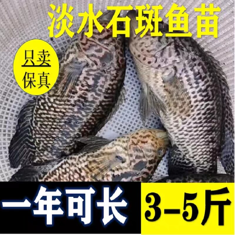 广东淡水石斑鱼苗活体溪水养殖食用活观赏鱼大型鱼凶猛鱼路亚鱼苗