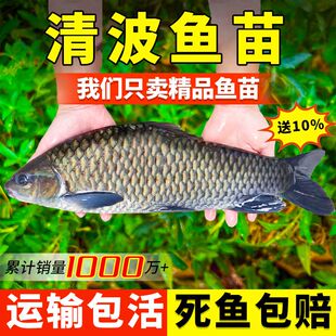 浙江清波鱼苗特大尺寸正宗青波中华倒刺鲃淡水养殖食用本地名贵鱼