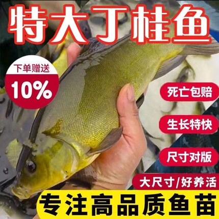 广西丁桂鱼苗淡水养殖食用大丁鳜鱼须鱼岁易养活丁穗鱼活体小鱼苗
