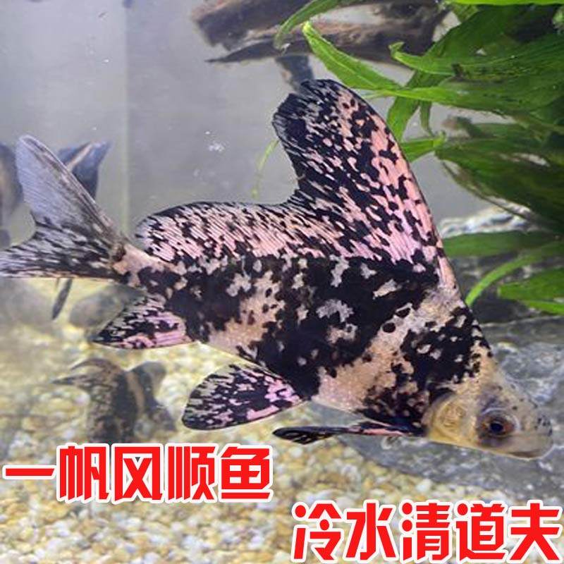 安徽胭脂鱼苗观赏一帆风顺鱼淡水冷水好养耐活清道夫鱼缸清洁鱼苗
