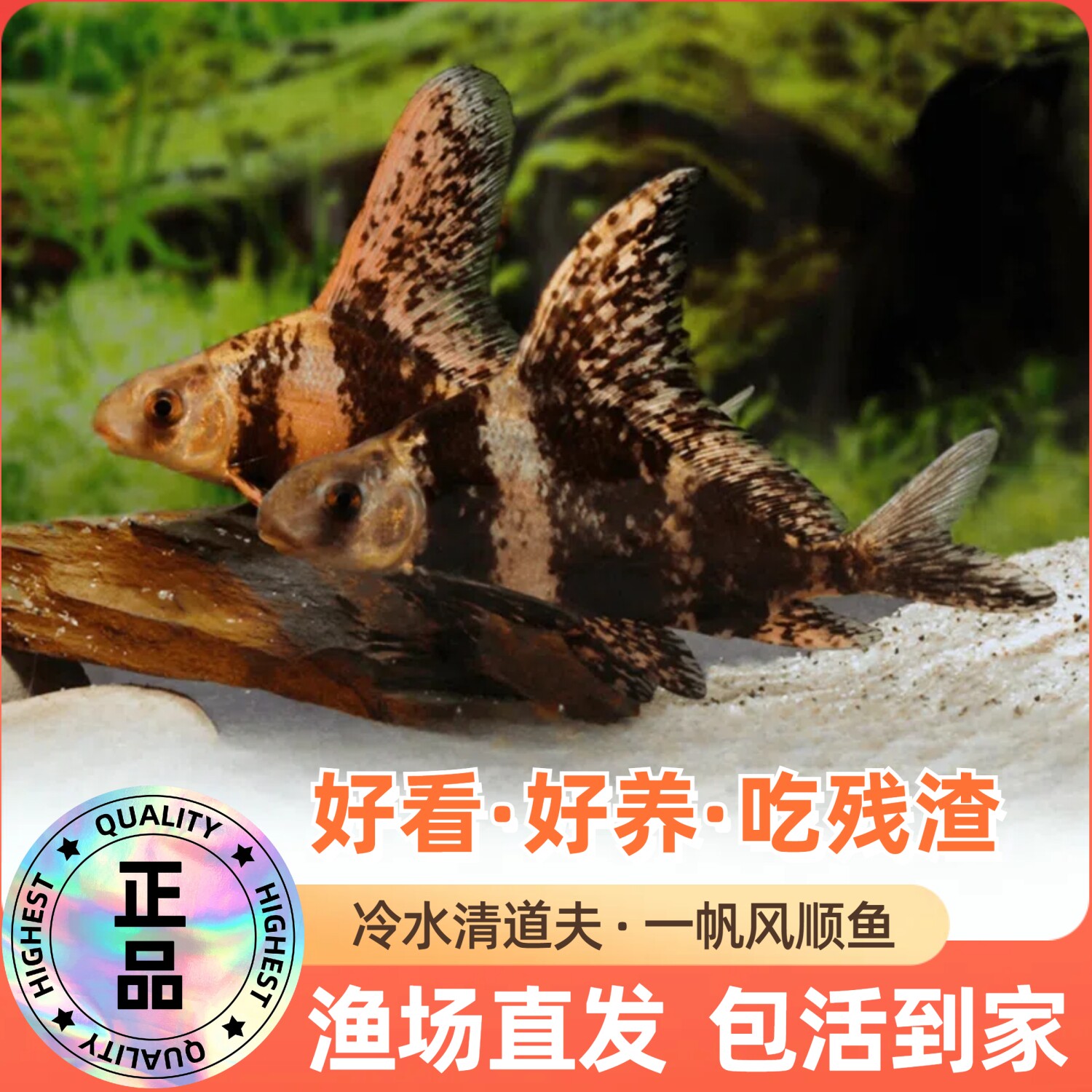 重庆胭脂鱼苗观赏一帆风顺鱼淡水冷水好养耐活清道夫鱼缸清洁鱼苗
