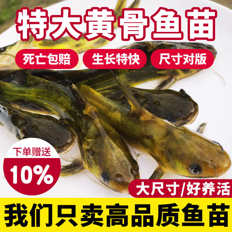 江苏黄骨鱼苗黄辣丁黄颡昂刺鱼苗淡水养殖食用活鱼冷水观赏小鱼苗
