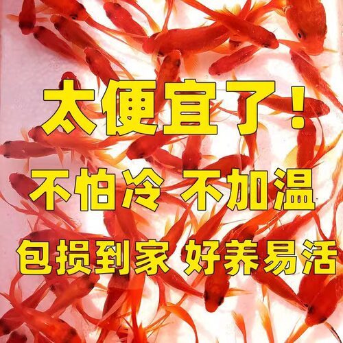 四川草金鱼观赏鱼小型淡水耐活冷水好养活鱼体家养闯缸饲料鱼红苗