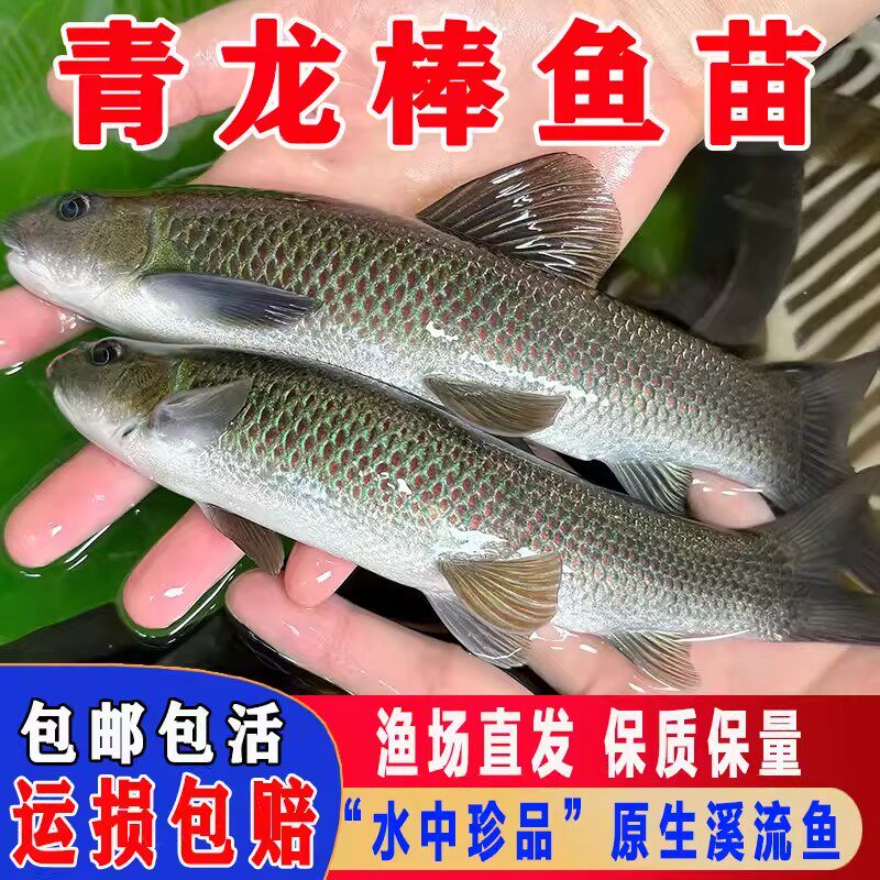 广东青龙棒鱼苗淡水养殖吃青苔华鲮青衣鱼沉香鱼原生溪流鱼观赏鱼