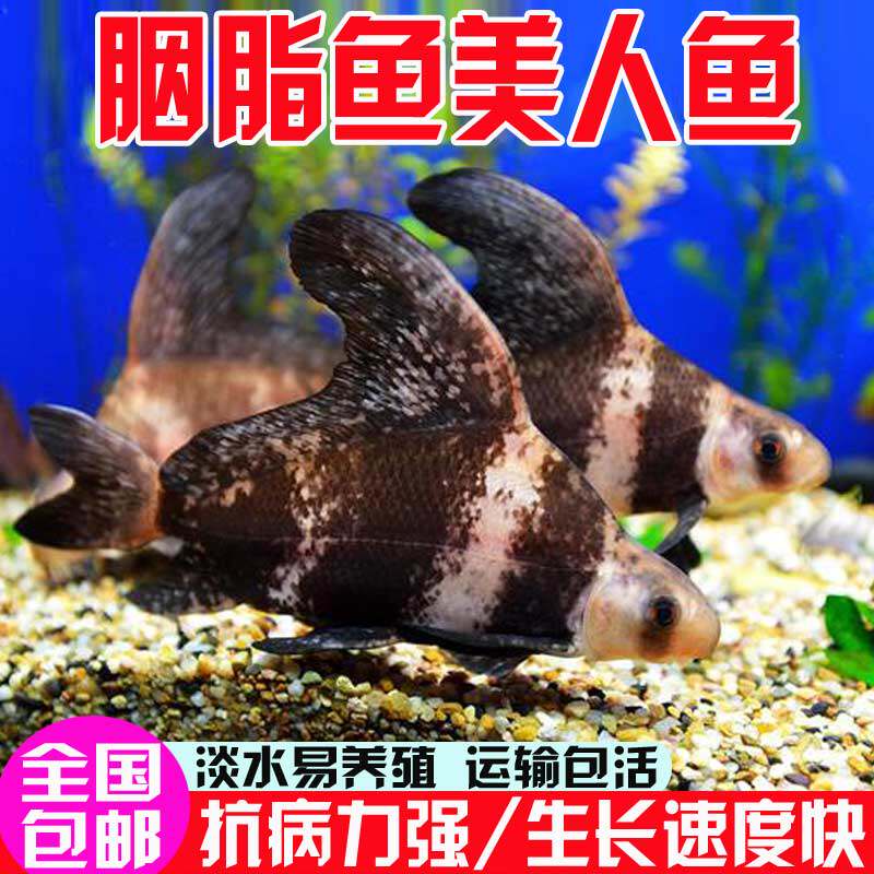 江苏胭脂鱼苗观赏一帆风顺鱼淡水冷水好养耐活清道夫鱼缸清洁鱼苗