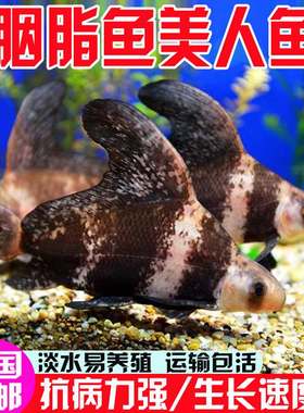 江苏胭脂鱼苗观赏一帆风顺鱼淡水冷水好养耐活清道夫鱼缸清洁鱼苗