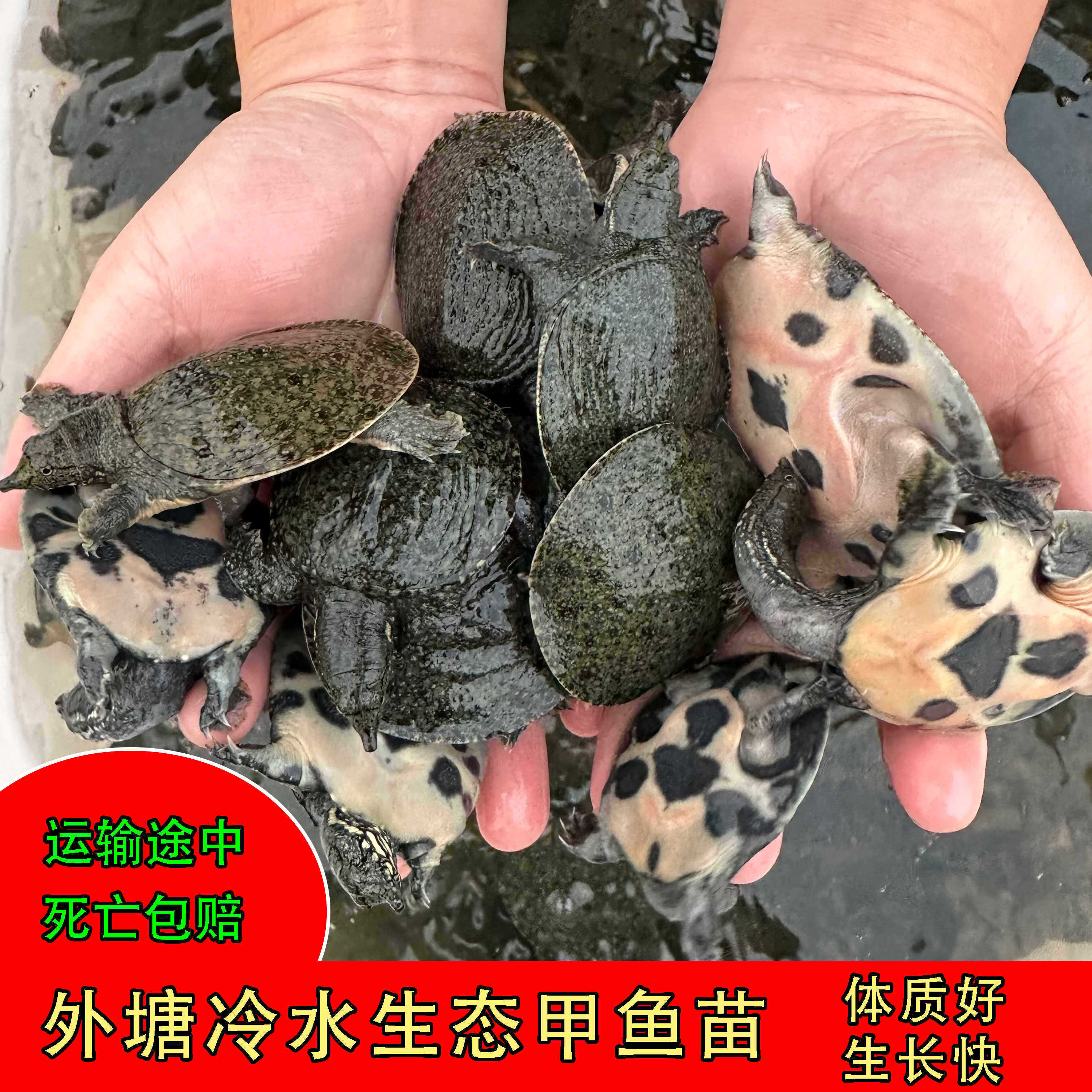 重庆特大小甲鱼中华鳖鱼幼苗活体外塘养殖水鱼苗王八团鱼苗甲鱼苗