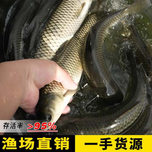 贵州半斤大草鱼鱼苗淡水养殖食用皖鱼脆皖特大规格20厘米草鱼批发