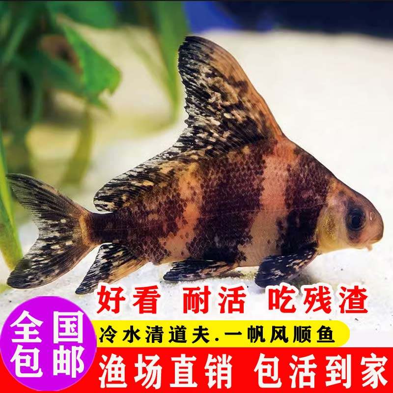 湖北胭脂鱼苗观赏一帆风顺鱼淡水冷水好养耐活清道夫鱼缸清洁鱼苗